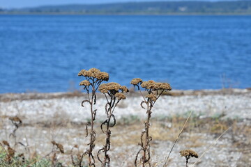 Wonderful view of flowers in front of the water