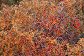 Phoenicean juniper Juniperus phoenicea with fruits at sunset. Natural Park of the Mountains and Canyons of Guara. Huesca. Aragon. Spain.