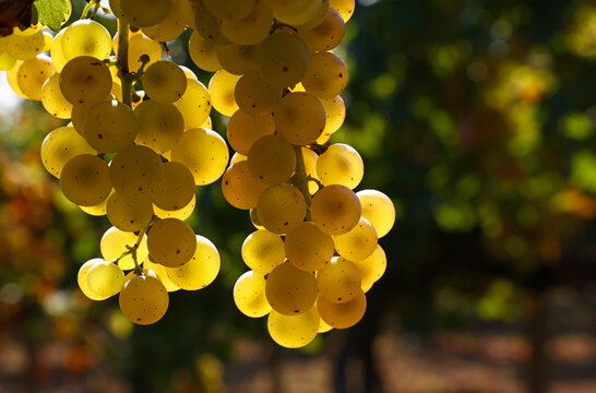 Close up bunch of white grape hanging at vineyard