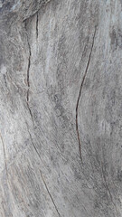 Tree bark texture - 12