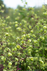 Delicate lush meadow grass on a summer sunny day.