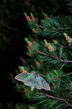 MARIPOSA ISABELINA - SPANISH MOON MOTH Spanish (Graellsia isabellae)