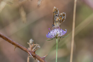 butterfly on a flower