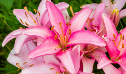 Obraz premium Beautiful blooming lily flowers. Close-up, floral background. Place for inscription