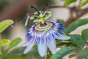 flower of a flower