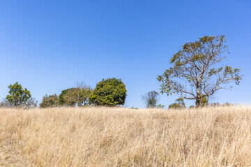 Winter Dry Grass  Trees Blue Sky Hiking Landscape