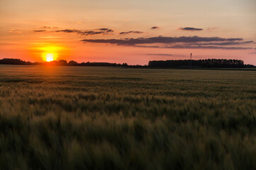 sunset in the field