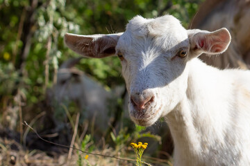 Close up shot of the white goat on the summer meadow