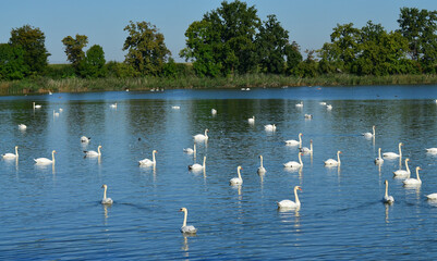 Łabędzie nieme © zibi