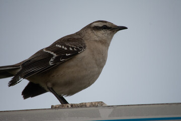 bird on a wire