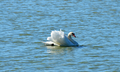 Łabędź niemy © zibi