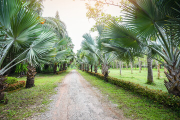 Palm tree garden with rural road way in the tropical summer - path and palm decorate garden and...
