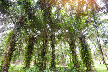 tropical palm tree in the palm garden agriculture asia in summer /