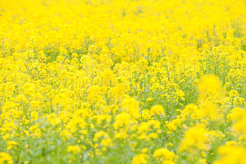 Fototapeta premium 菜の花畑