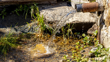 A stream of pure spring water surrounded by green leaves