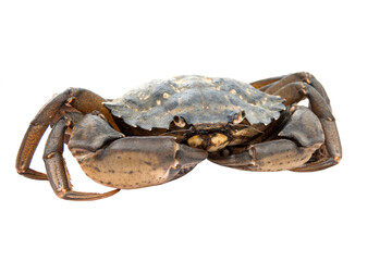 Crab isolated on white background.