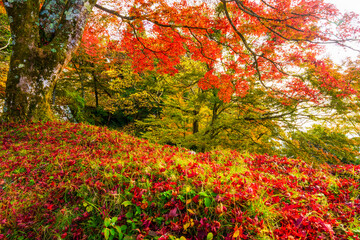 Naklejka premium 百名城・奈良県高取城跡の紅葉