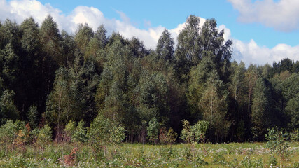 Landscape with trees and clouds. Edge of the forest in early autumn.