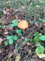 Orange-cap mushroom in the forest