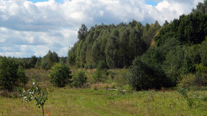 Landscape with trees and clouds. Edge of the forest in early autumn.