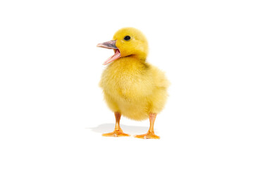 NewBorn little Cute yellow duckling isolated on white.