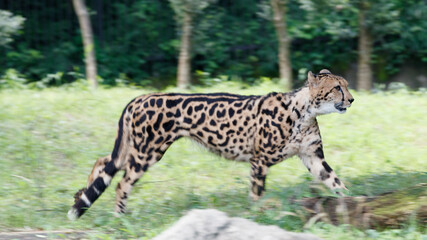 走るキングチーター