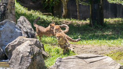 並んで走るチーター