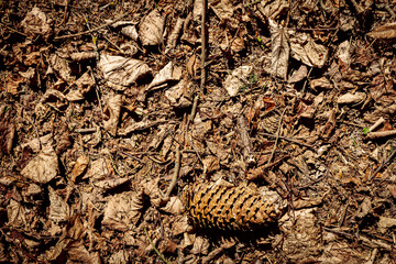 Natural pine forest ground
