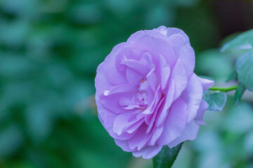 薄い紫のバラ