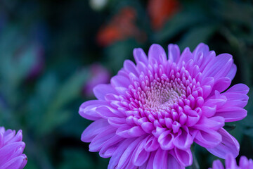 薄い紫の花