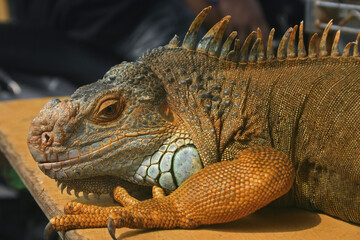 Large lizard
