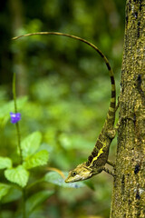 Svenhow Climbing Lizard