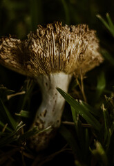 Closeup of White Mushroom in grass