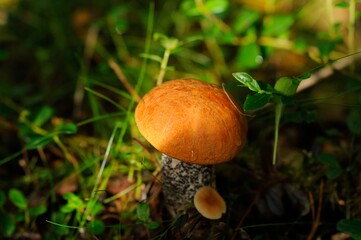 Red-capped scaber stalk in forest. Leccinum aurantiacum. Close-up.