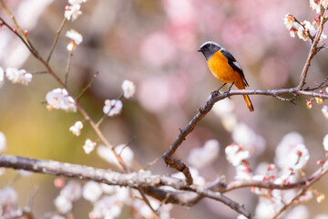 梅の花とジョウビタキ