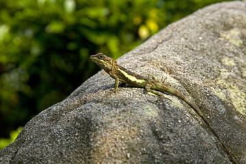 Svenhow Climbing Lizard