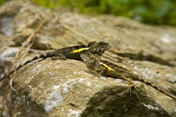 Chisaku's Climbing Lizard