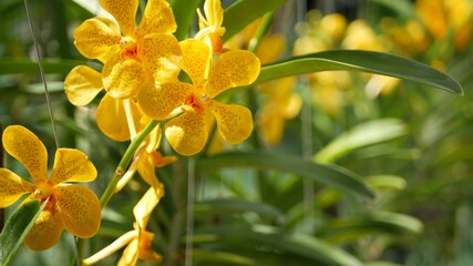 Blurred macro close up, colorful tropical orchid flower in spring garden, tender petals among sunny lush foliage. Abstract natural exotic background with copy space. Floral blossom and leaves pattern