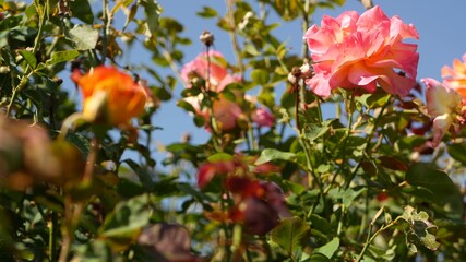 English roses garden. Rosarium Floral background. Tender flowers Blooming, honey bee collects pollen. Close-up of rosary flower bed. Flowering bush, selective focus with insects and delicate petals.