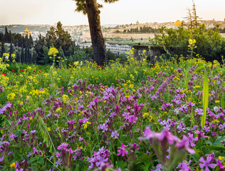 Obraz premium Beautiful pink and yellow wild flower meadow on the Mount of Olives, Jerusalem, with view of Temple Mount and the Old City in the background, and golden domes of the Russian church of Mary Magdalene