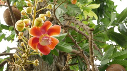 Exotic flowers and tree. Dangerous large powerful green tropical tree cannonball salalanga blooming beautiful orange pink tender flowers. Natural tropical exotic background