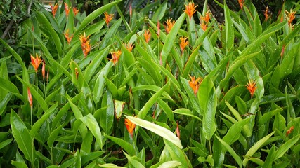Water drops watering flowers. Drops of water irrigate green tropical foliage with flowers