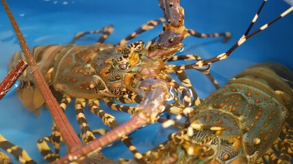 Close up macro, alive raw lobsters in shop. Blue basin with ice water, delicatessen fresh uncooked mediterranean lobsters placed on stall in seafood store. Natural background with marine inhabitants.