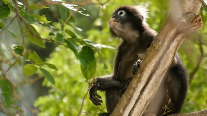 Fototapeta premium Cute spectacled leaf langur, dusky monkey on tree branch amidst green leaves in Ang Thong national park in natural habitat. Wildlife of endangered species of animals. Environment conservation concept