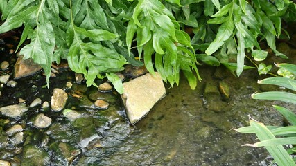 Various green tropical plants growing near small creek with fresh water on sunny day in amazing garden. Bright juicy exotic tropical jungle leaves texture backdrop, copyspace. Lush foliage.
