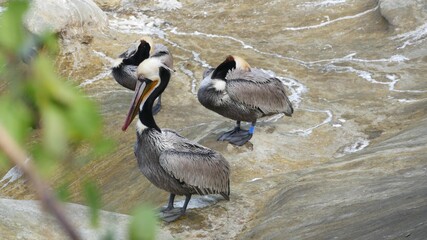 Brown pelicans with throat pouch and double-crested cormorants after fishing, rock in La Jolla Cove. Sea bird with large beak on cliff over pacific ocean in natural habitat, San Diego, California USA