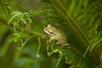 White-throated Tree Frog