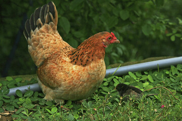 Hen with chicks