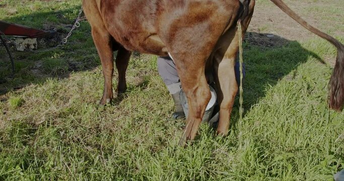 farmer milks the cows by hand in the open space, the cow is urinating