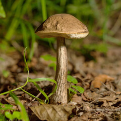 Forest fungus